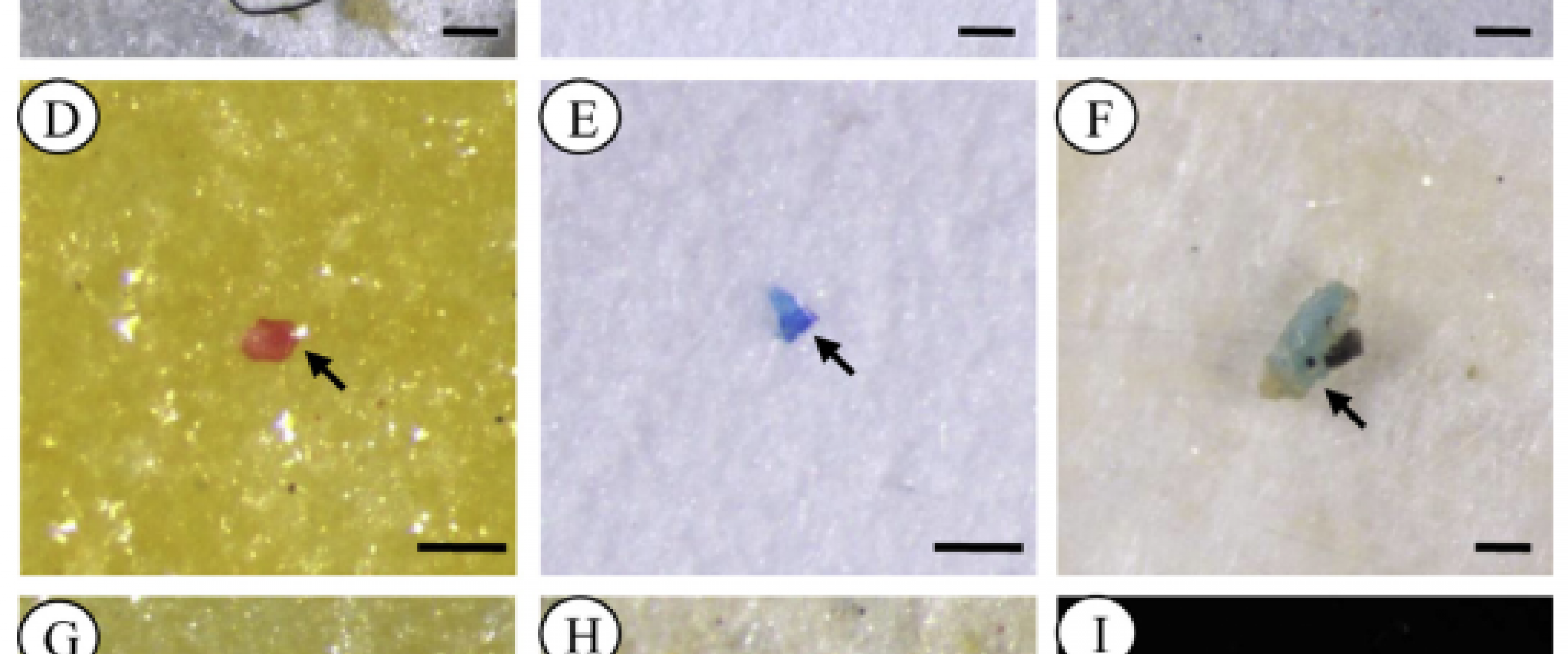  The photographs were taken directly on the filter paper (AeH), and some special microplastics were transferred to a hollow glass slide for photographs (I). The arrows indicate fibers (AeC), fragments (DeF) and pellets (GeI). Scale bar ¼ 100 mm.