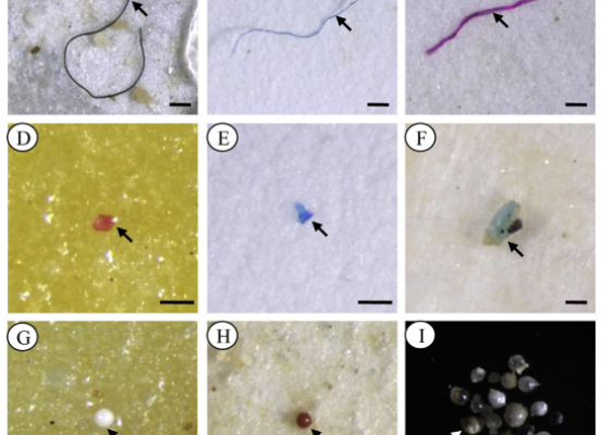  The photographs were taken directly on the filter paper (AeH), and some special microplastics were transferred to a hollow glass slide for photographs (I). The arrows indicate fibers (AeC), fragments (DeF) and pellets (GeI). Scale bar ¼ 100 mm.