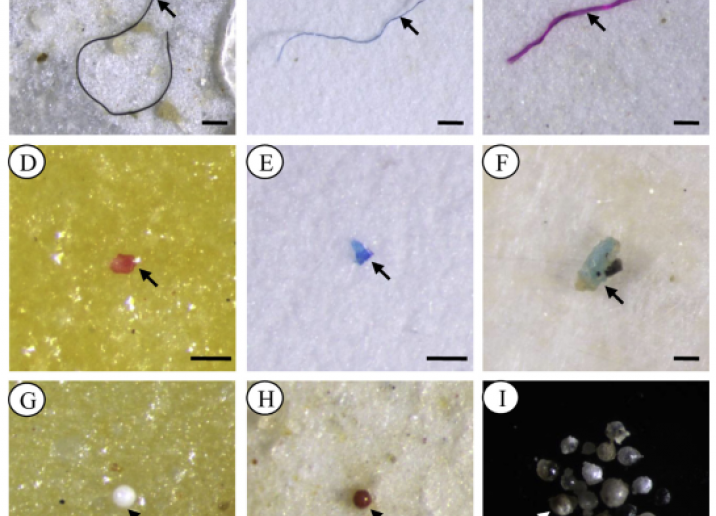  The photographs were taken directly on the filter paper (AeH), and some special microplastics were transferred to a hollow glass slide for photographs (I). The arrows indicate fibers (AeC), fragments (DeF) and pellets (GeI). Scale bar ¼ 100 mm.